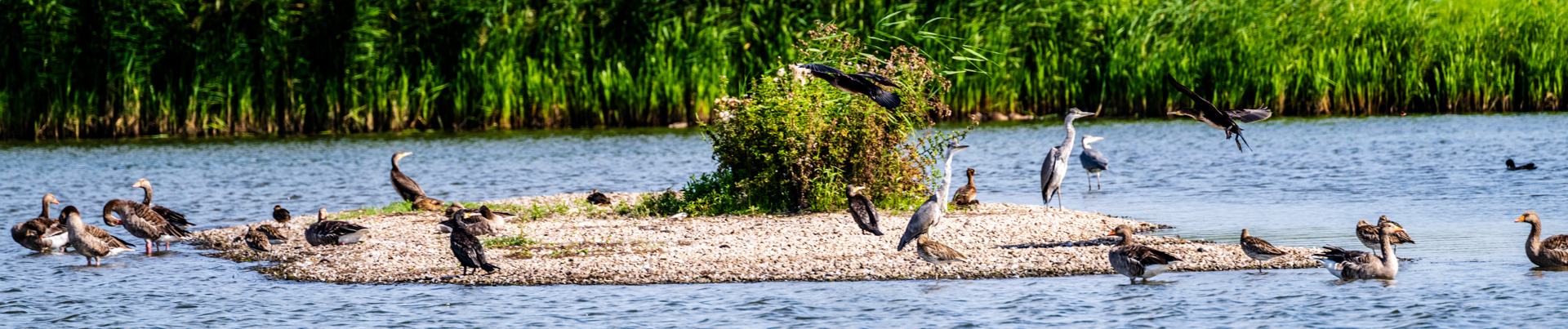 Vogelbeobachtung