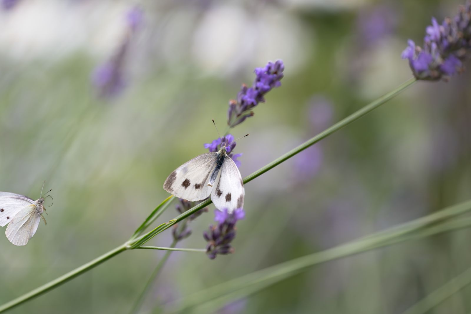 Leichtigkeit der Schmetterlinge